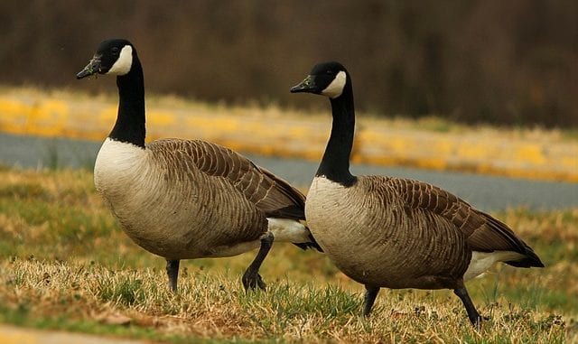 geese