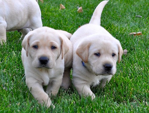 puppies