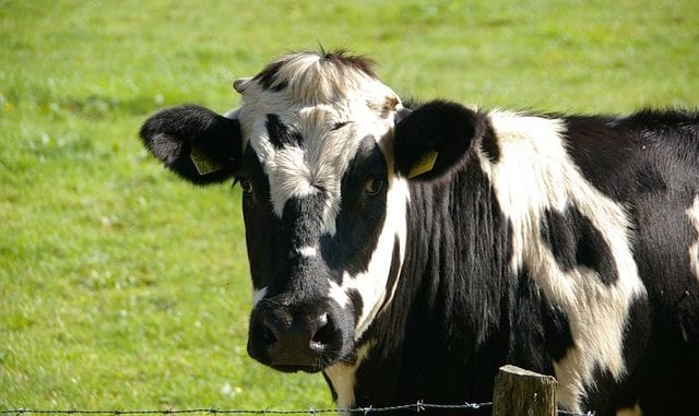 cows