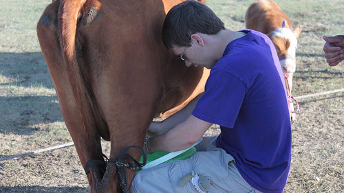 cows