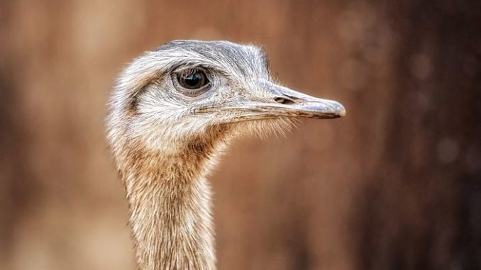 emu