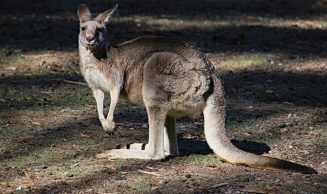kangaroo
