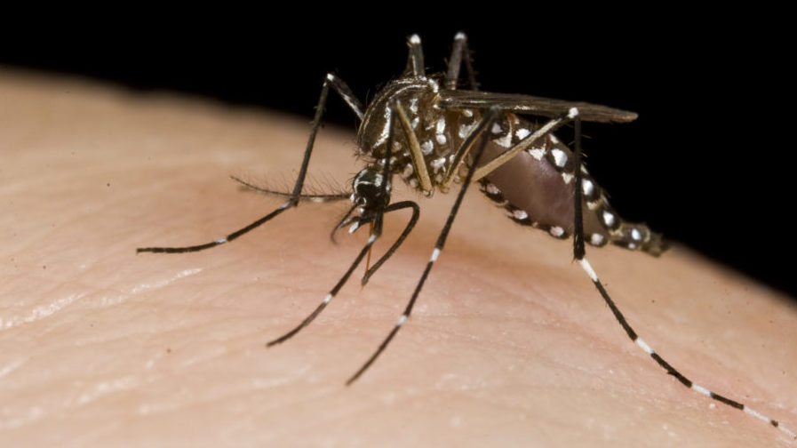 mosquito