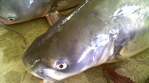 catfish