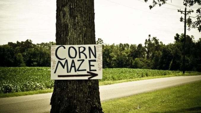 cornmaze
