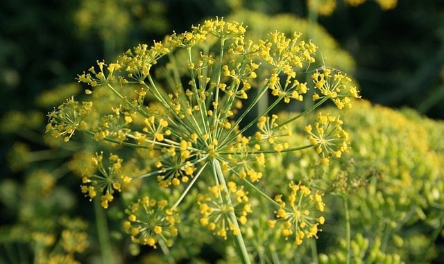 dill