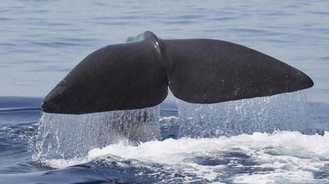mobydick