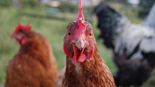 chickens