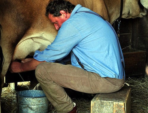 cow