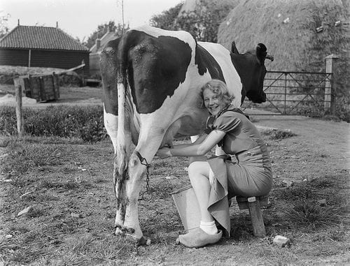 cow