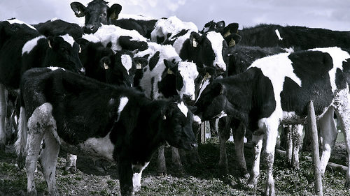 cows