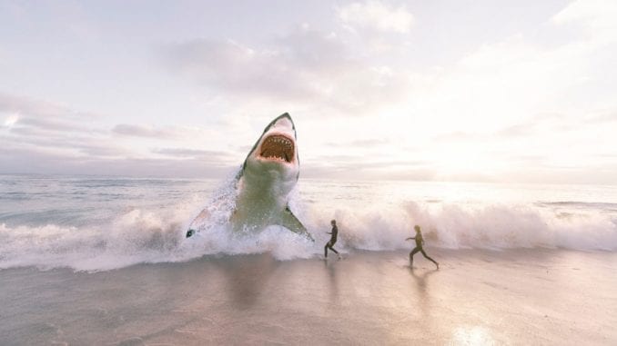 shark