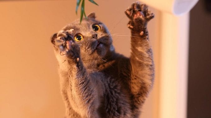 cat