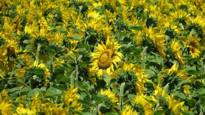 sunflower