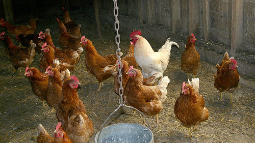 chickens