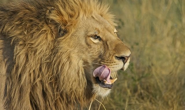 lion