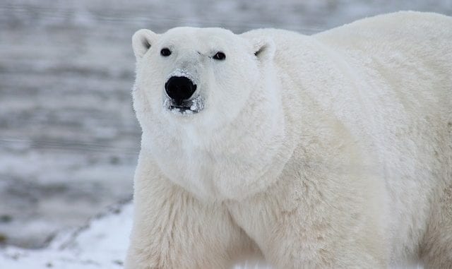 polarbear