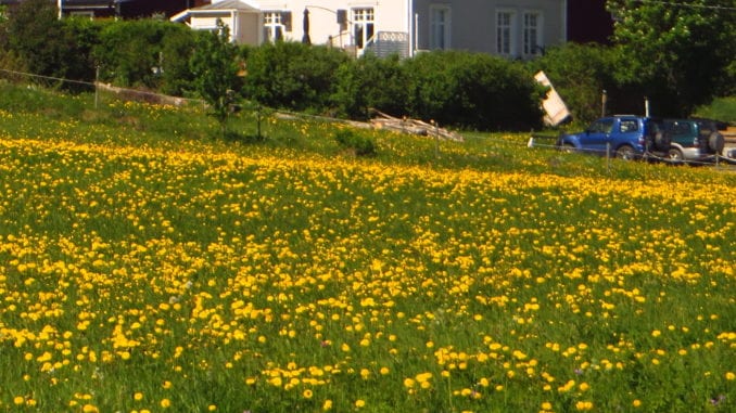 yard