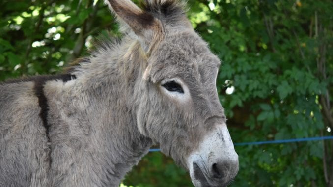 donkey
