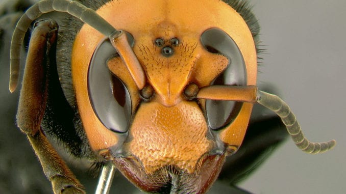 murderhornets