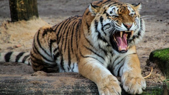 tiger