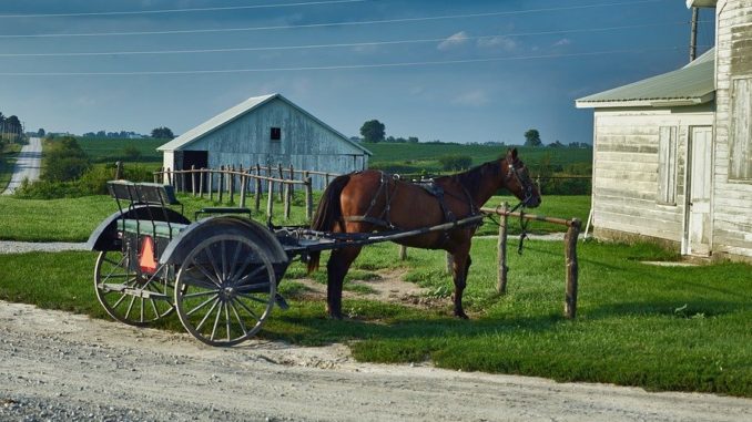 horse