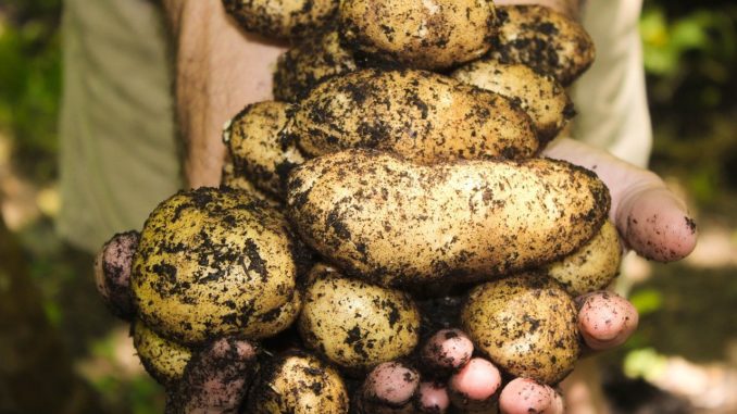 potatoes