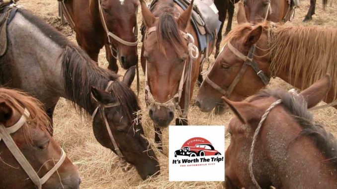 horses