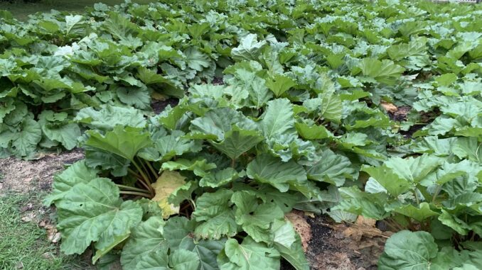 rhubarb