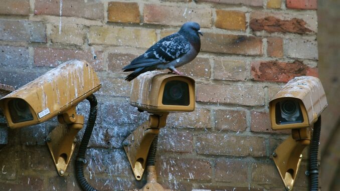 pigeon