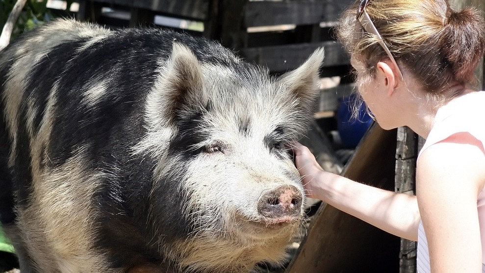 womanpig