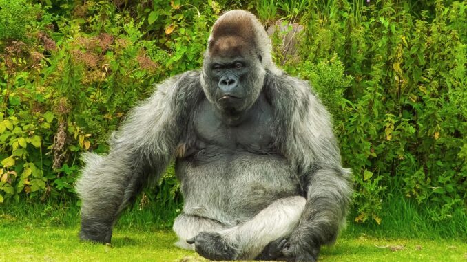 gorilla
